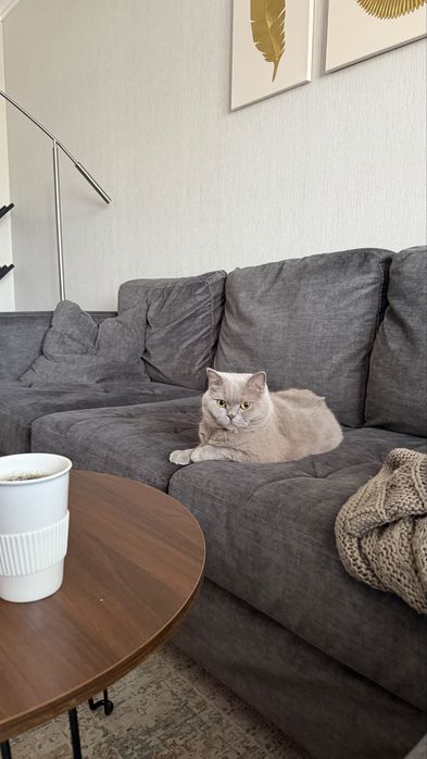 Кот британской породы