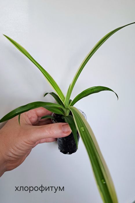 Продам хлорофитум 500тн.