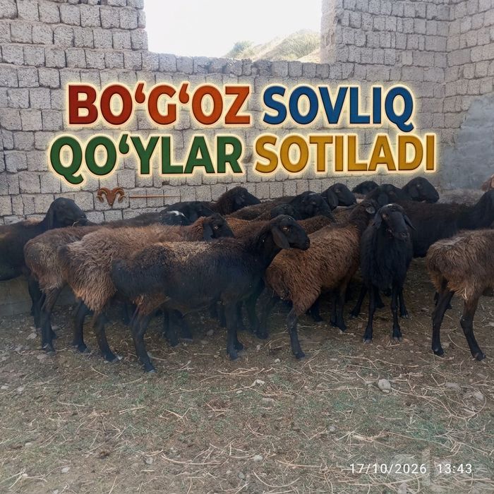 Boʻgʻoz Sovliq qoʻylar