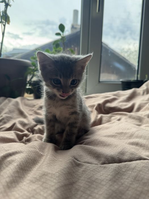 Котята 1000 тенге