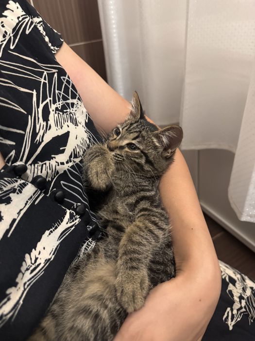 Котенок полосатый