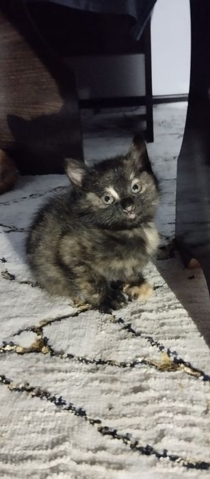 отдаем котят в хорошие руки