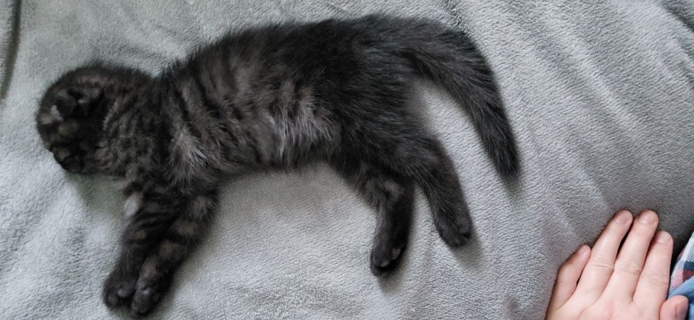 Продам породитсого котенкв