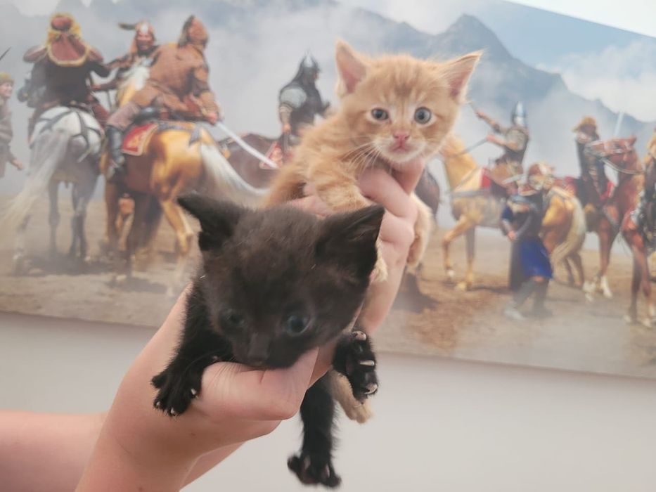 Спасённая кошечка ищет семью