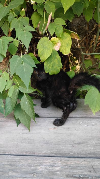 Котенок бесплатно