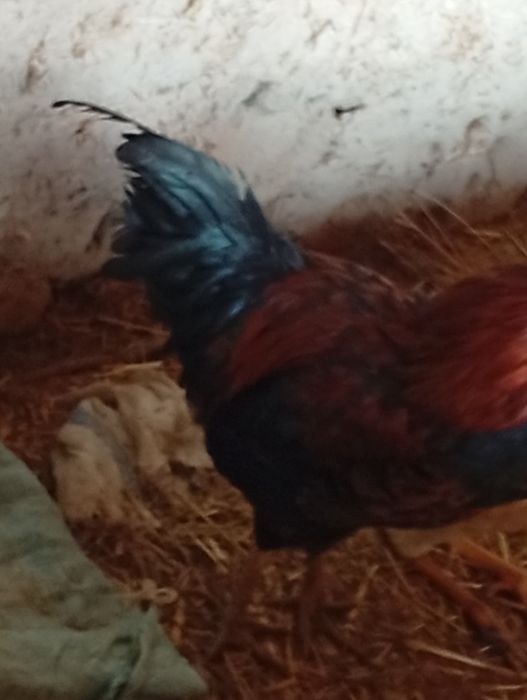 Xuroʻz sotiladi 5-oylik