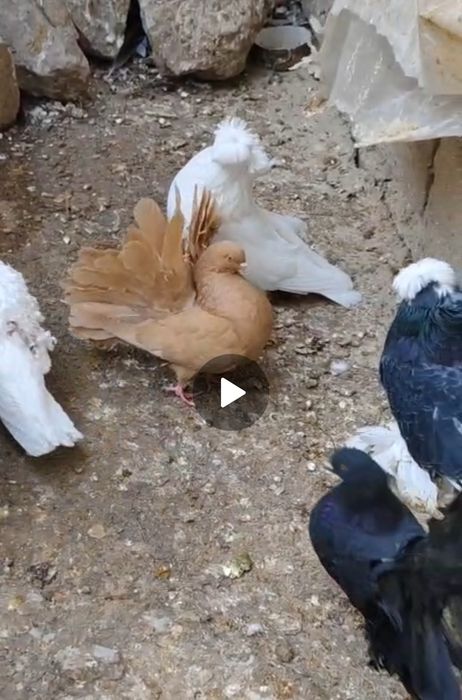 Голуби якобины и павлины