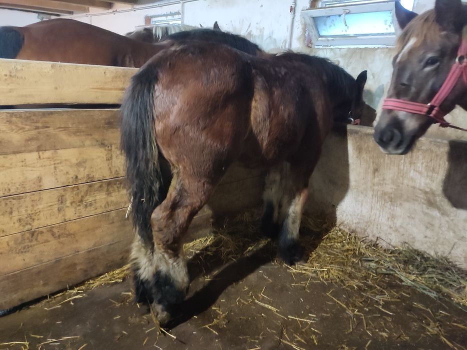 vand mânji frumoși