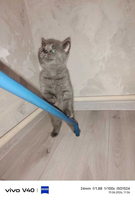 Продаются британские котята
