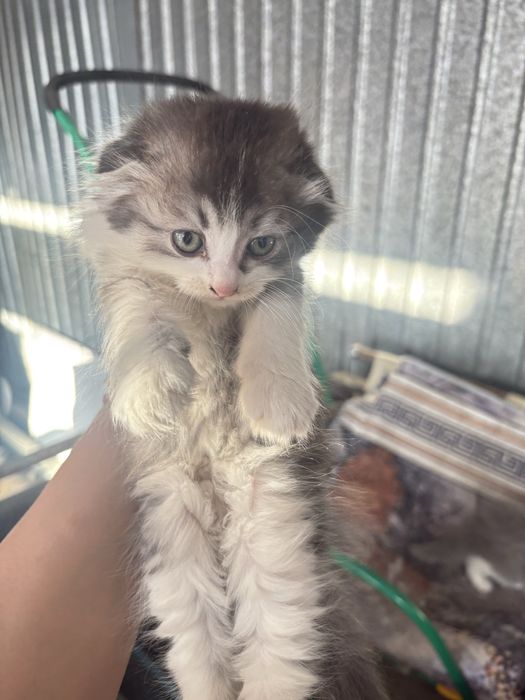 Срочно продам котят