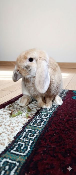 Кролики декоративные