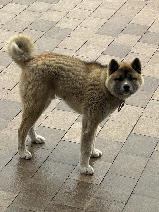 Продам Американскую акиту