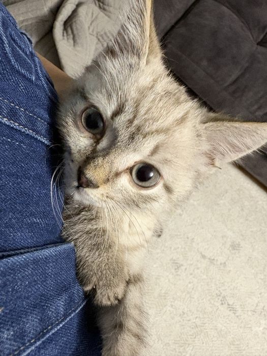 Продам котенка 10000тенге