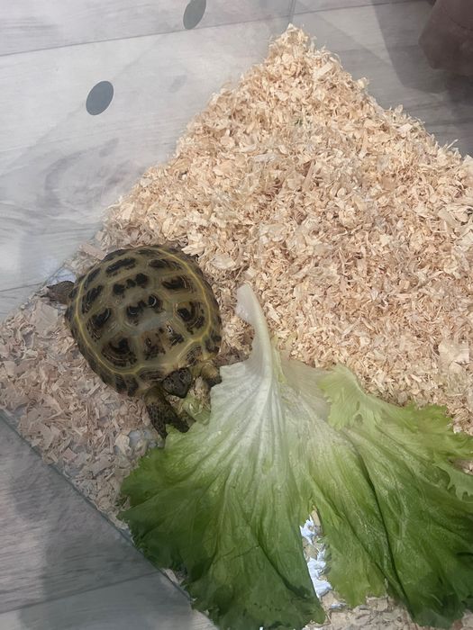 Черепашка с террариумом