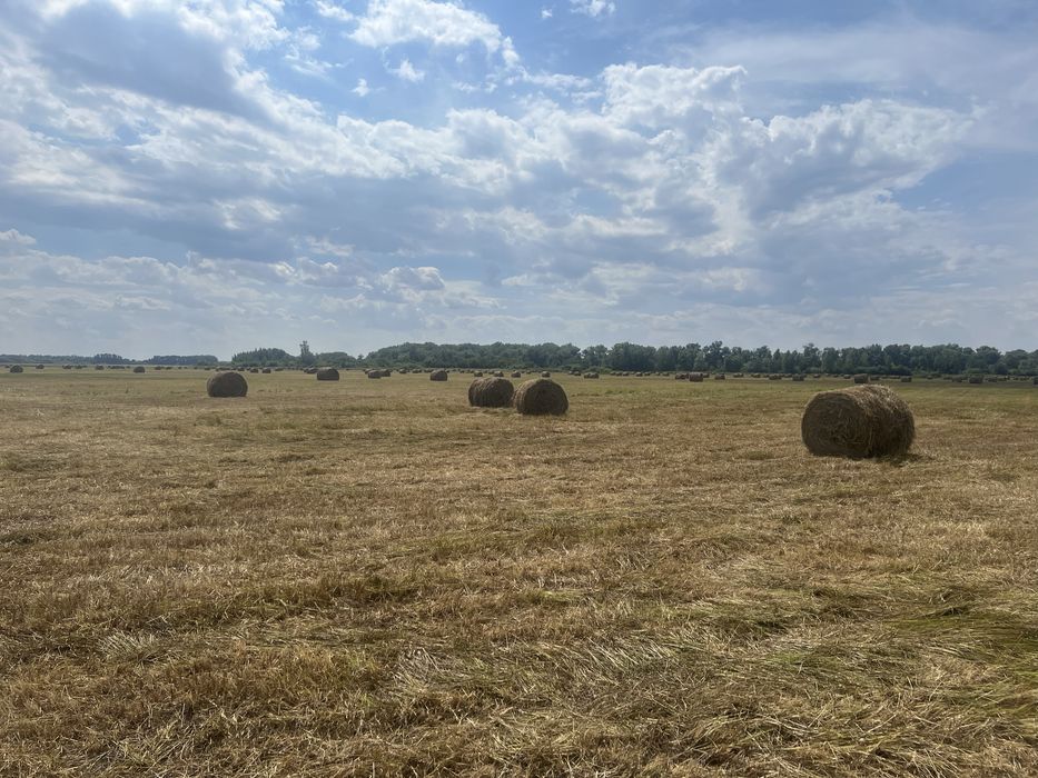 Продам сено рулон