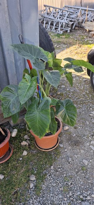 Plante, flori de interior sau exterior(pe timp de vara)