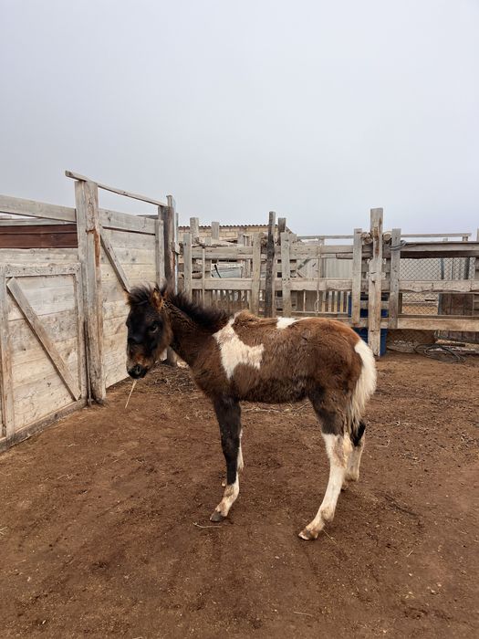 Құлын сатыладыыы