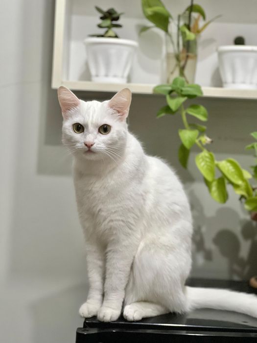 Отдам в хорошие руки кошечку