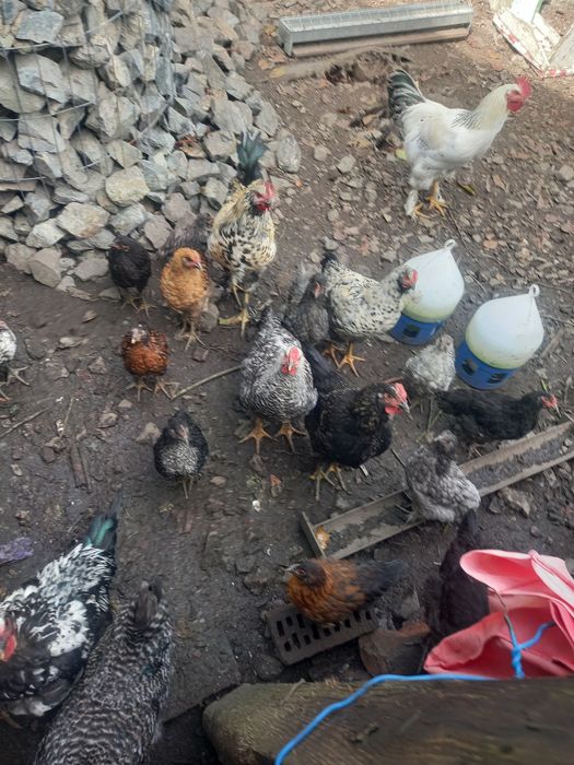 Pui de de găină scoși de closca de asta primăvară