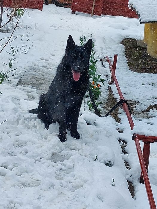 Немецкая овчарка для вязки