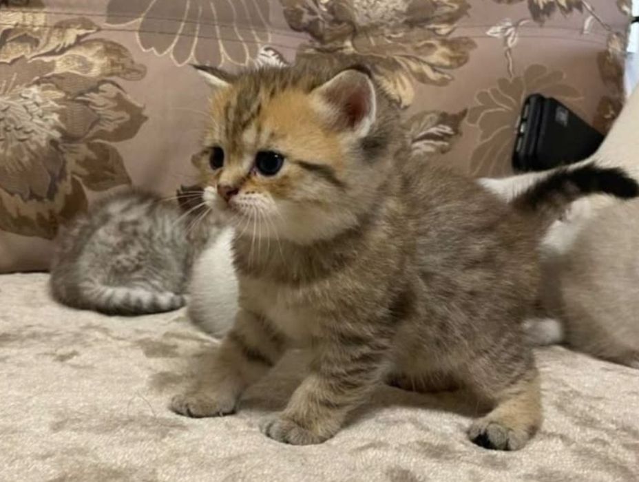 Девочки и мальчики 1.5 мес