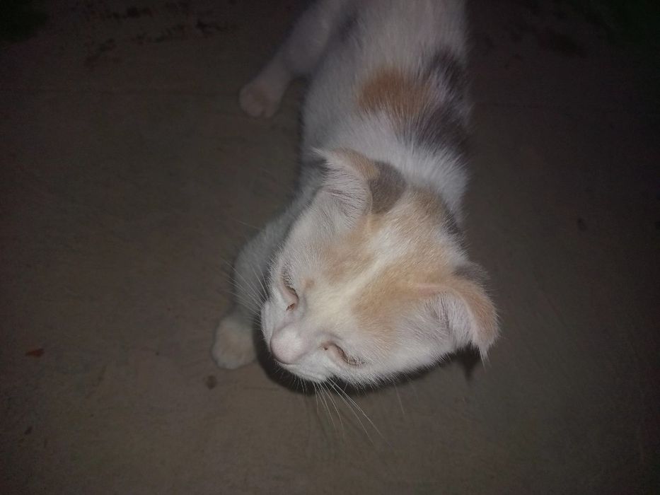 Parodyali mushuk bolachasi