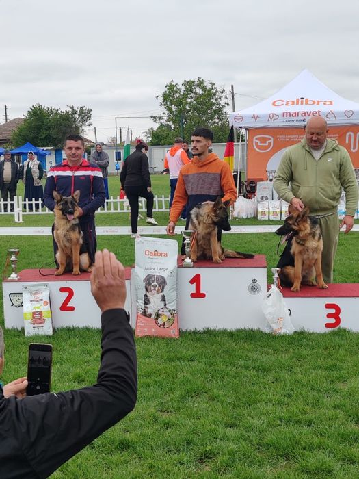 Mascul ciobanesc german 16 luni cu pedigree top