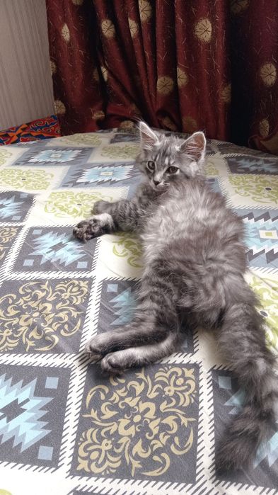 4 месяцный котёнок