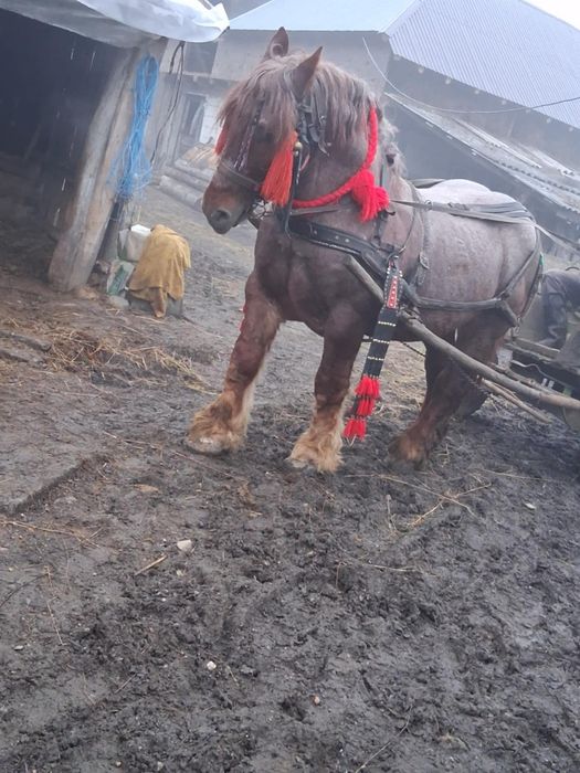 Vând armăsar deres