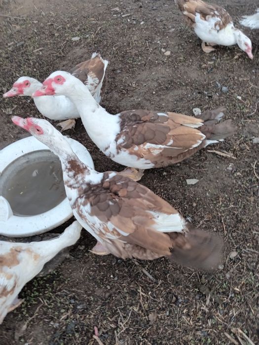 Продам молодых селезней.