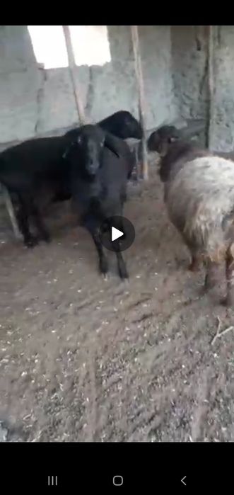 Zotli qo'y urug'likka