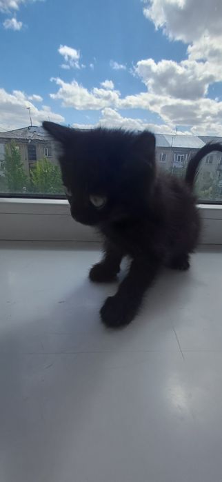 Отдадим котят даром
