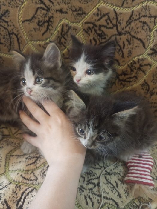 Котята ищут добрые руки