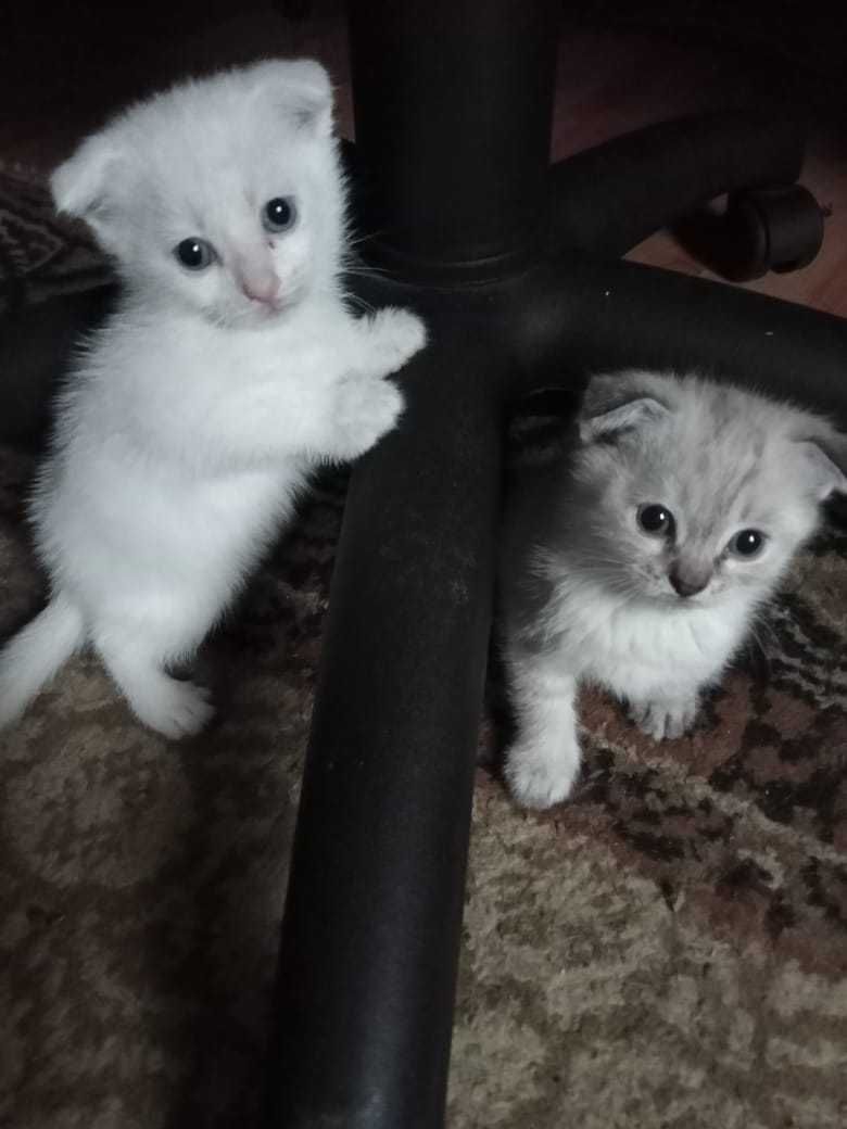 Шотландские вислоухие котята (Scottish Fold)