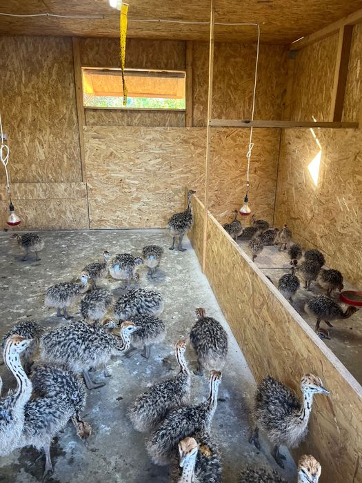 Pui de Struț negru african