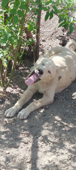 Щенок Лайки бесплатно.