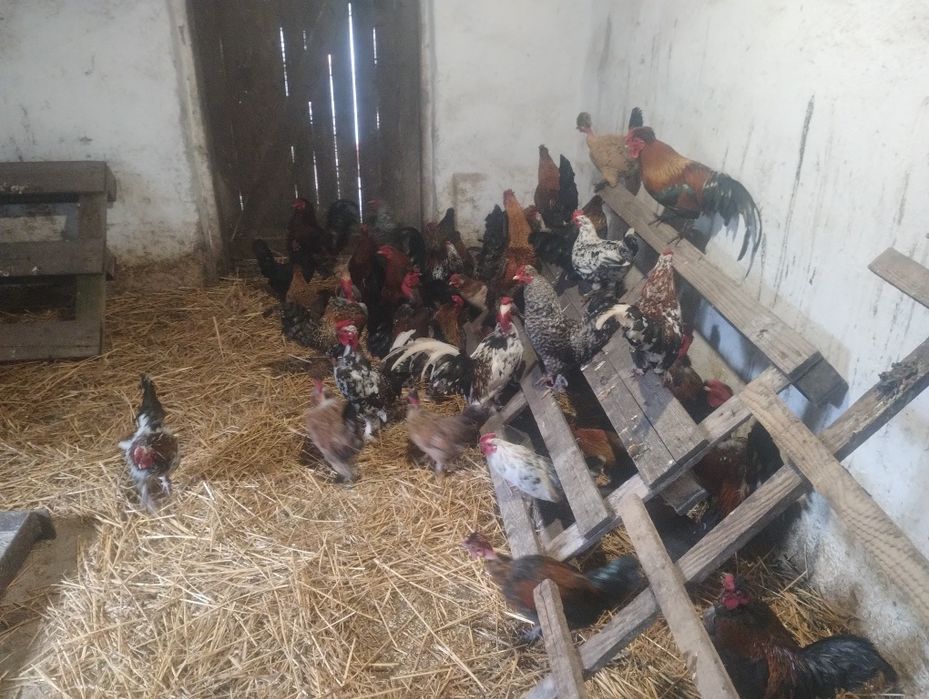 Vând găini și cocoși pitici
