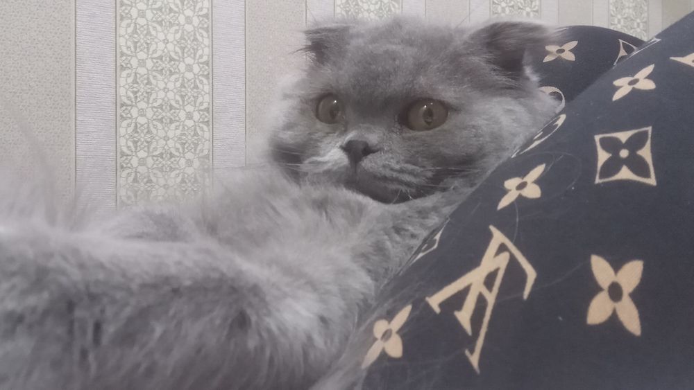 1 ёш ўғил  мушук