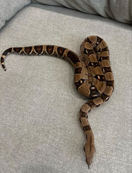 Императорский удав, нормал, самка, большая