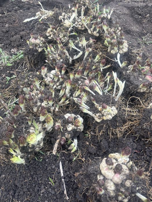 Продам садовые цветы