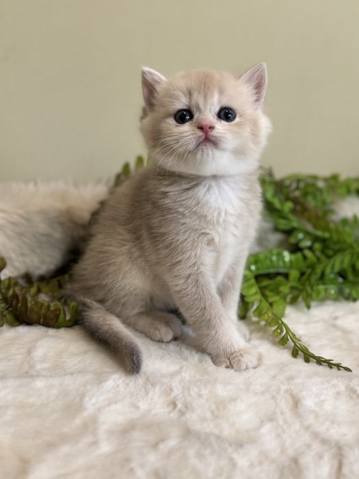 Продается срочно котенок бритаский ay12