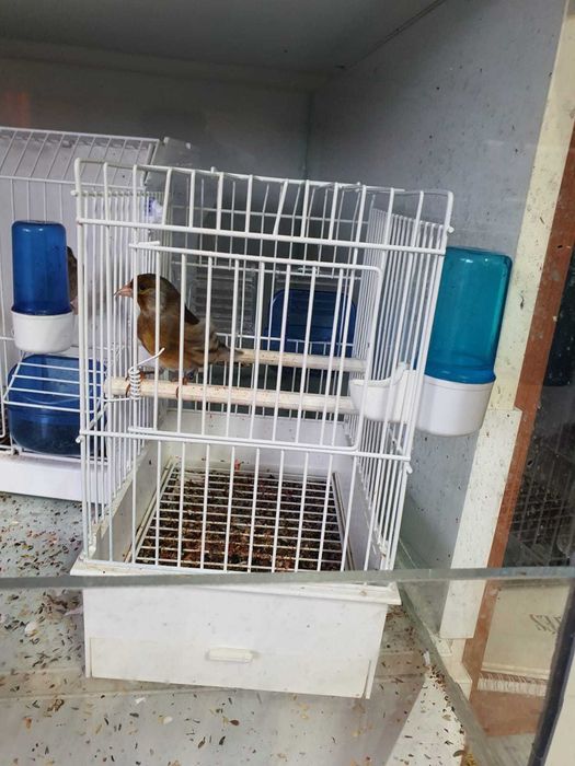 Canari de vanzare si colivii