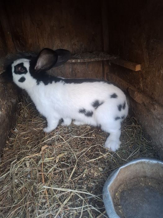 Devinzarw Iepuri fluture