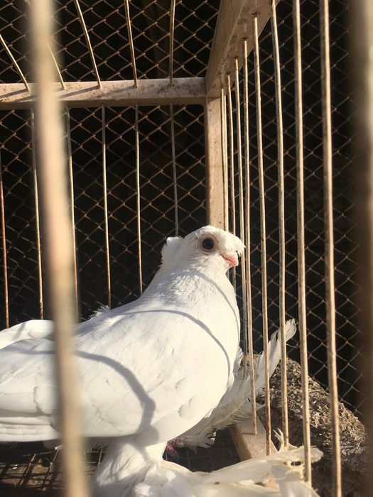 Продам белого двухчубого самца