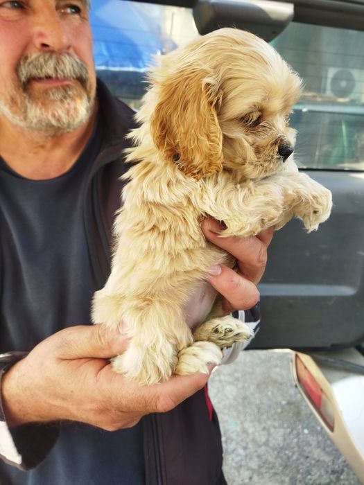 Продам мини кокер спаниель