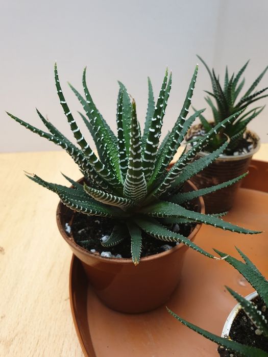 Хавортия. Домашнее растение.