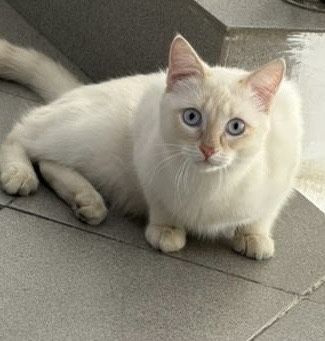 Отдам котика в добрые руки