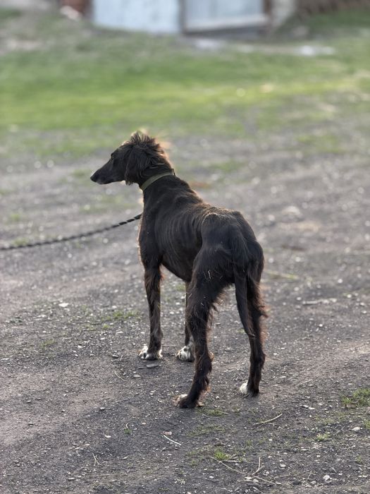 Құмай тазы арлан шырға құады