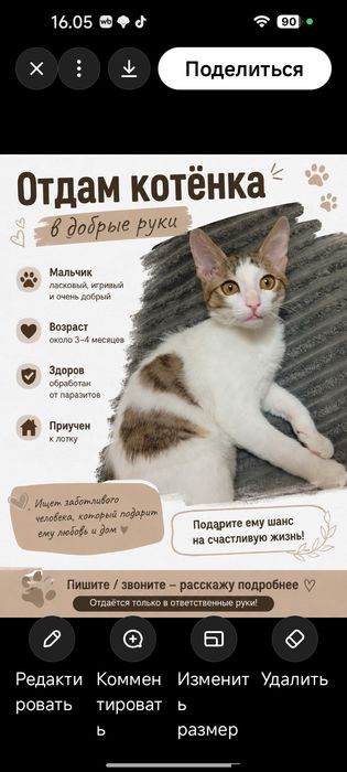 Отдам котенка в добрые руки