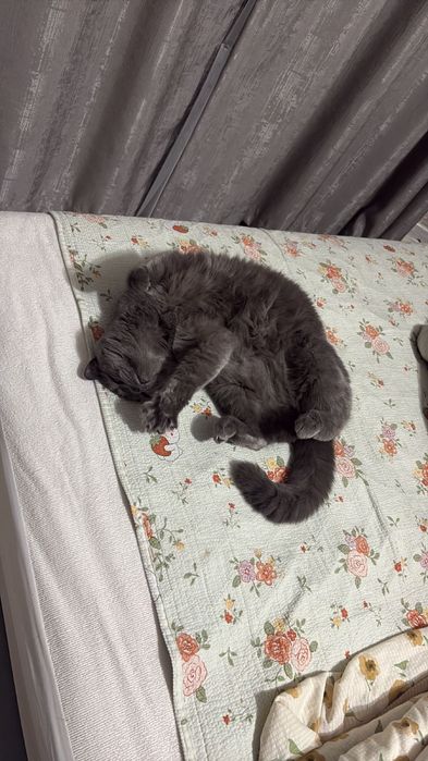 Отдам кошку даром